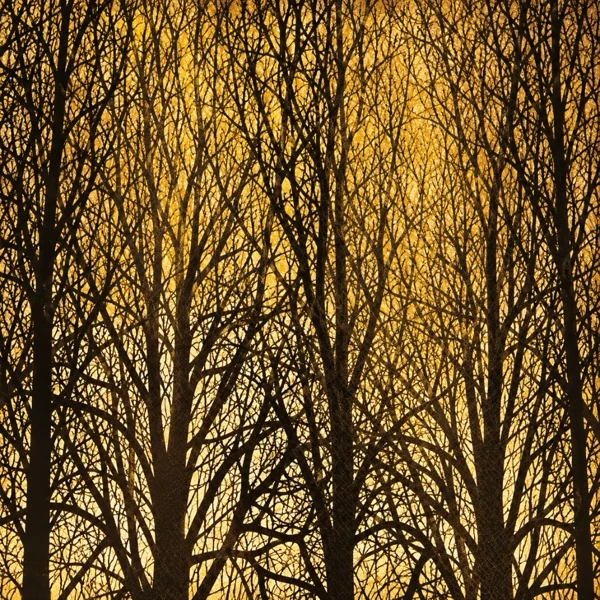 Drawing of the pattern. Bare black trees drawn against a golden sky.